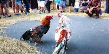 Find out the number 1 FB88 Cockfighting Playground in Vietnam in 2023