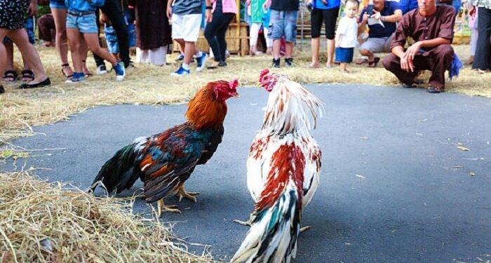 Find out the number 1 FB88 Cockfighting Playground in Vietnam in 2023