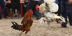 Find out the number 1 FB88 Cockfighting Playground in Vietnam in 20231