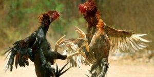 Find out the number 1 FB88 Cockfighting Playground in Vietnam in 20232